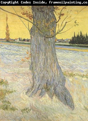 Vincent Van Gogh Trunk of an old Yew Tree (nn04)
